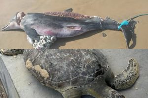 Animais marinhos são encontrados mortos no litoral do Maranhão; especialista faz alerta à população