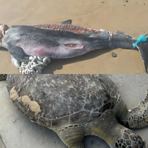 Animais marinhos são encontrados mortos no litoral do Maranhão; especialista faz alerta à população