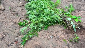 Polícia Civil prende cinco suspeitos de tráfico de drogas em aldeia indígena no Maranhão