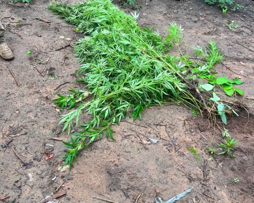 Polícia Civil prende cinco suspeitos de tráfico de drogas em aldeia indígena no Maranhão