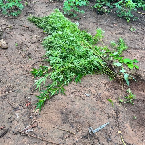 Polícia Civil prende cinco suspeitos de tráfico de drogas em aldeia indígena no Maranhão