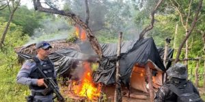 Dez mil pés de maconha são destruídos e meia tonelada da droga é apreendida em São João dos Patos