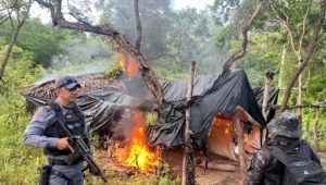 Dez mil pés de maconha são destruídos e meia tonelada da droga é apreendida em São João dos Patos