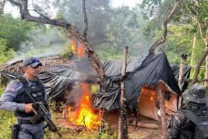 Dez mil pés de maconha são destruídos e meia tonelada da droga é apreendida em São João dos Patos