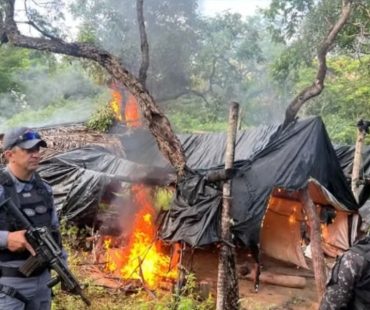 Dez mil pés de maconha são destruídos e meia tonelada da droga é apreendida em São João dos Patos