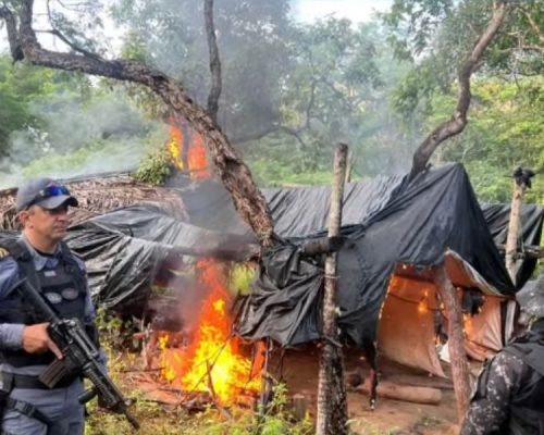 Dez mil pés de maconha são destruídos e meia tonelada da droga é apreendida em São João dos Patos