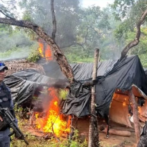 Dez mil pés de maconha são destruídos e meia tonelada da droga é apreendida em São João dos Patos