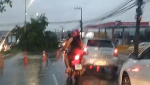 Chuva forte em São Luís: ao menos duas árvores caem em avenidas e veículos sofrem com buracos