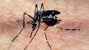 Quase 3 mil casos de Dengue confirmados no Maranhão