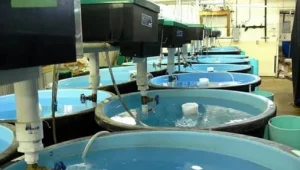 Câmara aprova projeto que libera uso de água da chuva e do mar