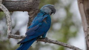 Fonte: Miguel Monteiro