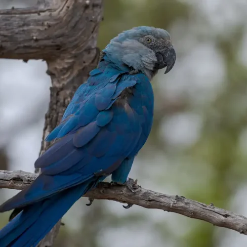 Fonte: Miguel Monteiro