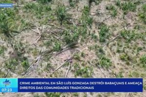 Crime: palmeiras de babaçu são derrubadas em São Luís Gonzaga do Maranhão