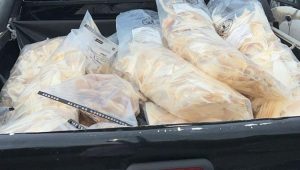 Polícia apreende mais de 70 kg de partes mutiladas de animais marinhos em São Luís