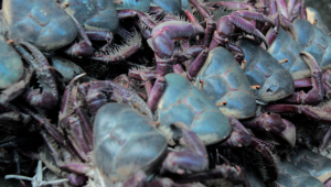 Governo Federal define períodos de defeso do caranguejo-uçá no Maranhão; confira