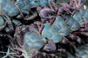 Governo Federal define períodos de defeso do caranguejo-uçá no Maranhão; confira