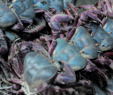 Governo Federal define períodos de defeso do caranguejo-uçá no Maranhão; confira