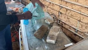 Polícia prende maconha na residência de suspeito de cometer homicídio em Codó-MA