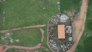 Operação retira gado criado ilegalmente em Terra Indígena Araribóia