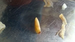 Estudantes da UFMA denunciam larvas em alimentos e qualidade precária da água na universidade