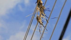 Adolescentes morrem eletrocutados ao pegar pipa próximo a fios de alta tensão