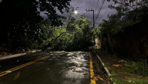 Árvore cai e interdita Avenida Joaquim Mochel, no Cohatrac IV em São Luís