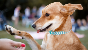 5 dicas para evitar a agressividade com outros cães