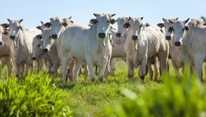 Empresário é condenado a 5 anos de prisão por sonegar mais de R$ 2 milhões em vendas de gado